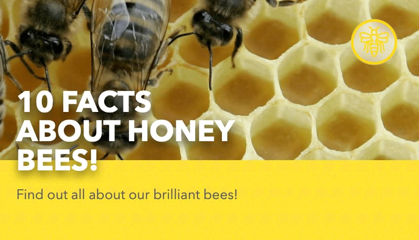 10 Facts About Honey Bees!