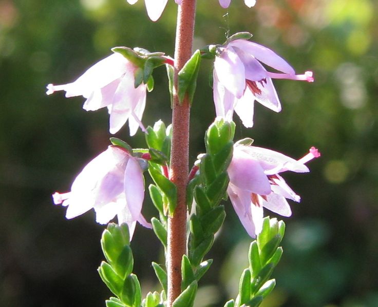 Bell Heather