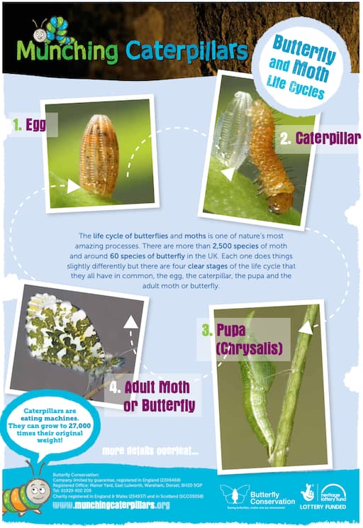 Butterfly and Moth Lifecycles