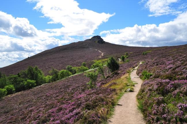 Bell Heather