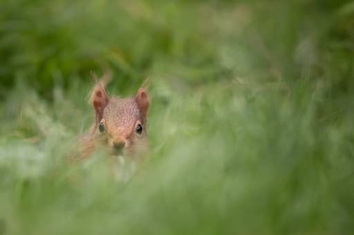 Red Squirrel (Credit Sue Johnson)