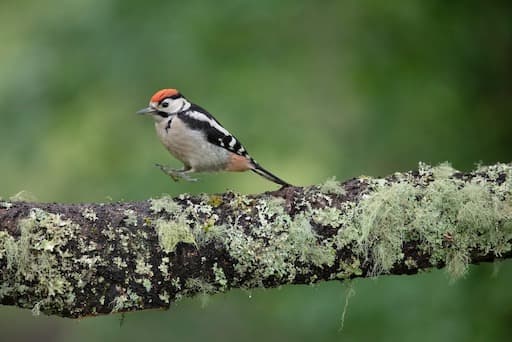 Woodpecker (Credit Sue Johnson)