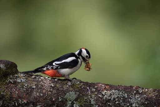 Woodpecker (Credit Sue Johnson)