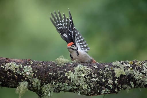 Woodpecker (Credit Sue Johnson)