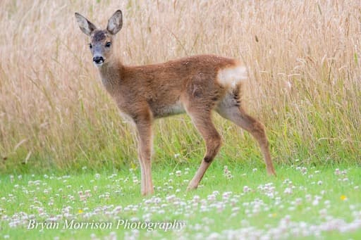 Roe Deer (Credit Byran Morrison)