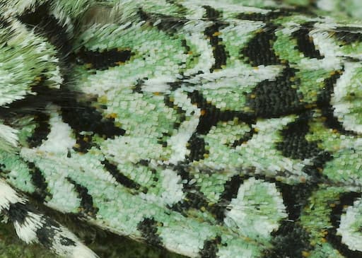 Merveille Du Jour (Close-Up Of Scales)