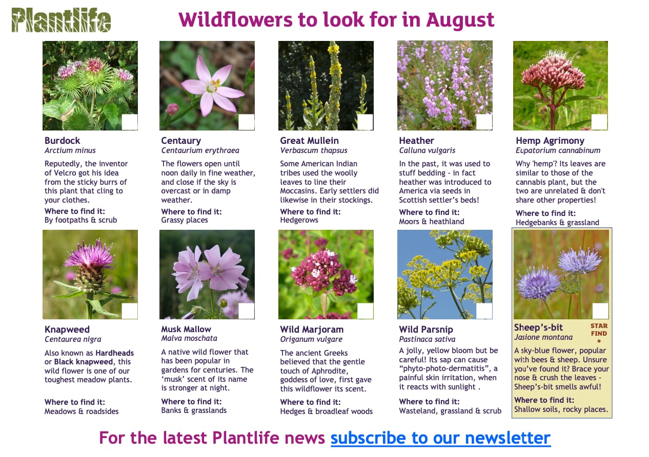 Wildflower Spotting Sheet for August