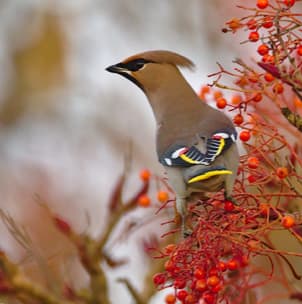 Autumn Berries