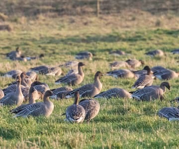 Birds in Autumn