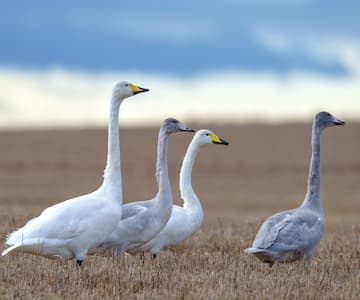 Autumn Feeding Birds