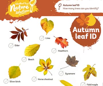 Autumn Leaf Hunt