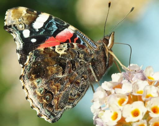 Red Admiral Butterfly