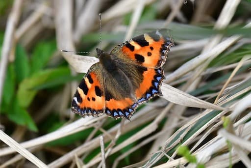 Butterfly’s Antennae, Short Tortoiseshell (Alba Birds and Beast)