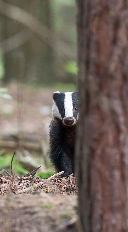 Badger