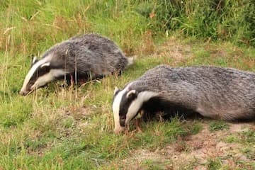 Badgers In Spring