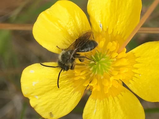 Mining Bee Andrena Sp