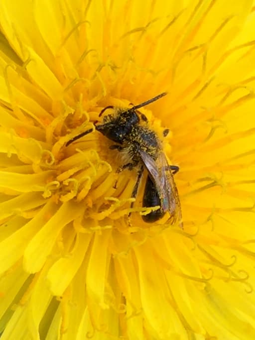 Mining Bee on Dandelion