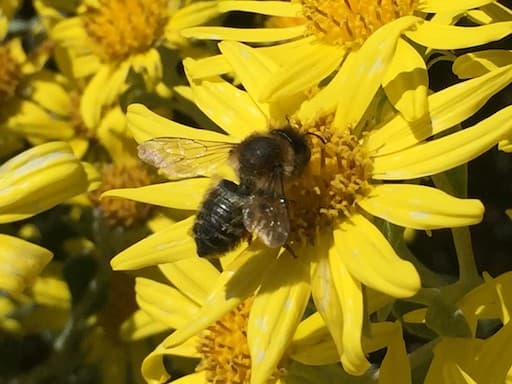 Willughby Leafcutter Bee