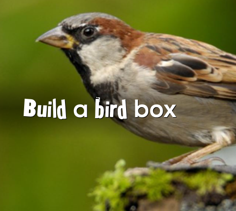 Build a Bird Box