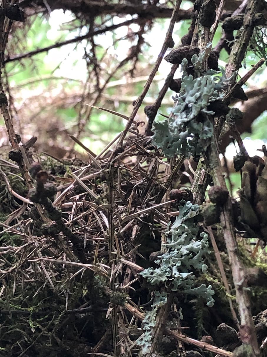 Bird's Nest