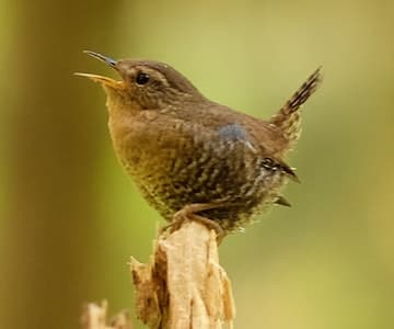 Bailies of Bennachie - Birds