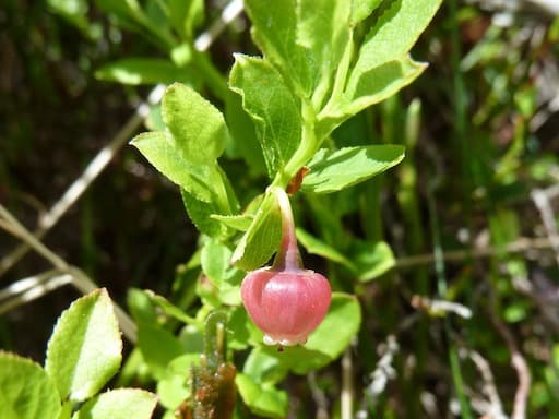 Blaeberry Flower
