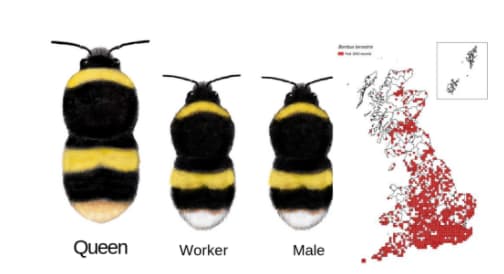Bumblebee ID Guide