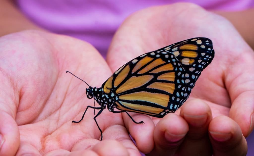 Butterfly In Hands