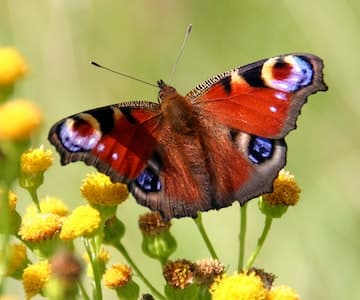 Grow Flowers for Butterflies