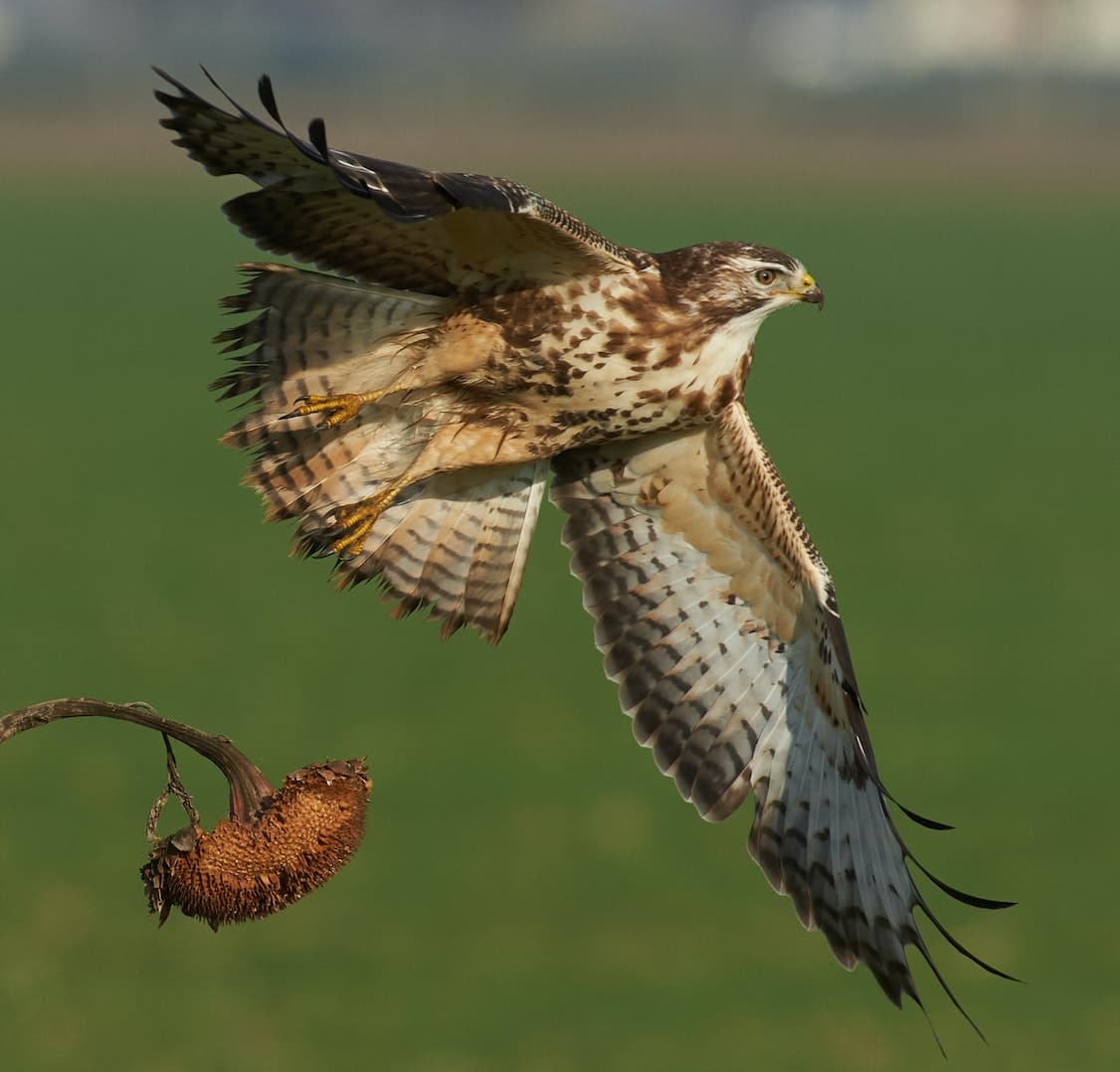 Buzzard