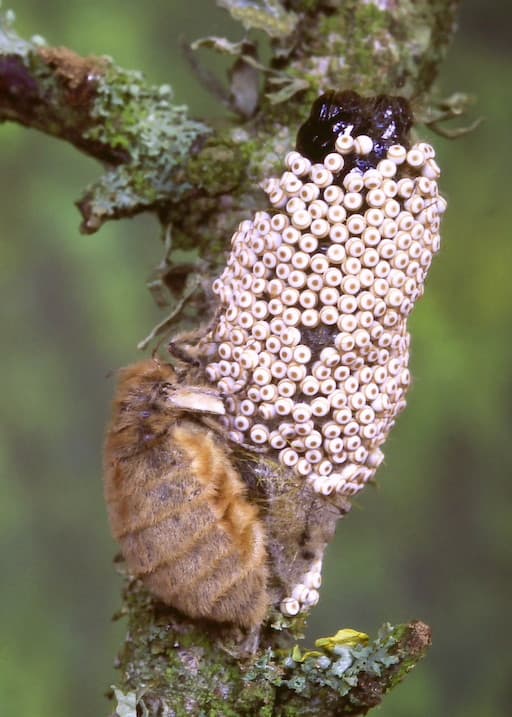Large Egg Cluster and Flightless Female Vapourer Moth