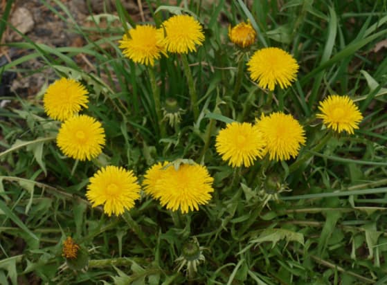 Dandelion and Cat’s Ear