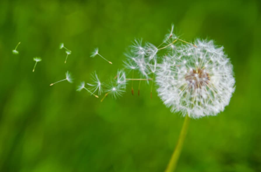 Dandelion Seeds