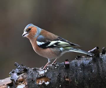 Birds In Spring