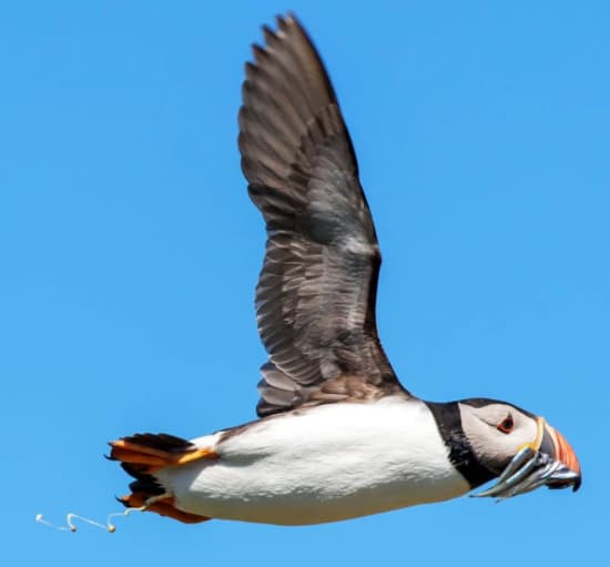 Puffin Poop Soap