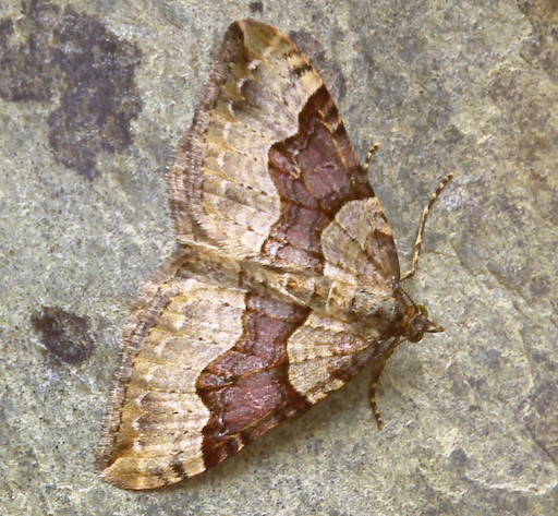 Red Carpet Moth