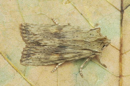 Pale Pinion Moth