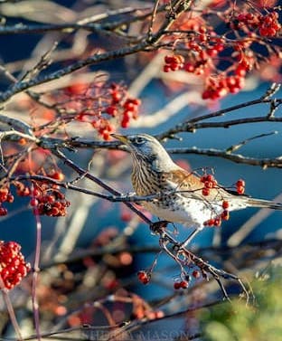 Fieldfare