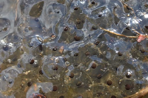 Frogspawn