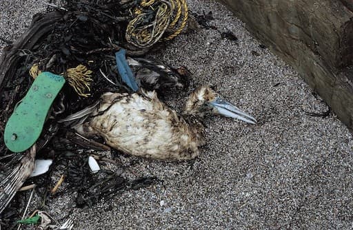 Gannet entangled, Credit RSPB (rspb-images.com