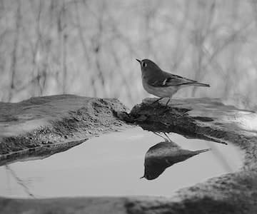 Should I supply drinking water for my garden birds?