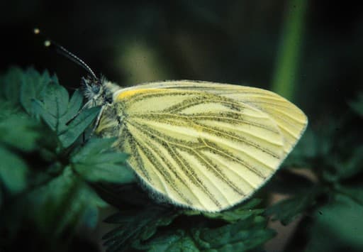 Green-Veined White Butterfly