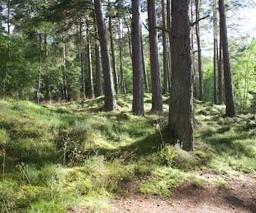 Things To Grow - Outdoors with the Bailies of Bennachie