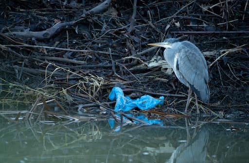 Heron with plastic bag, Credit Ben Andrews (rspb-images.com)