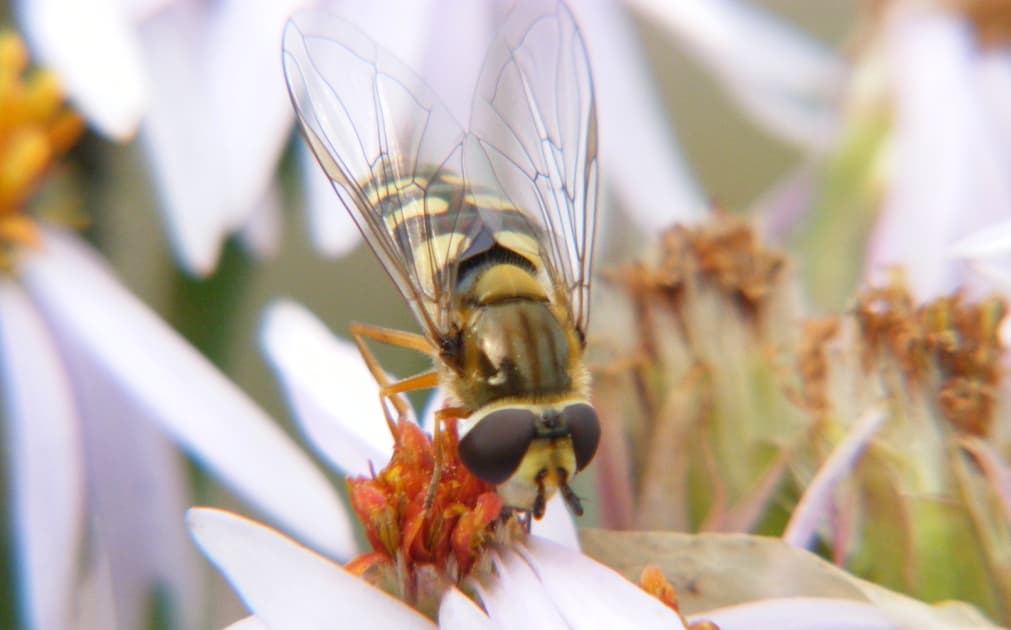 Hoverfly (Credits The Scottish Wildlife Trust)