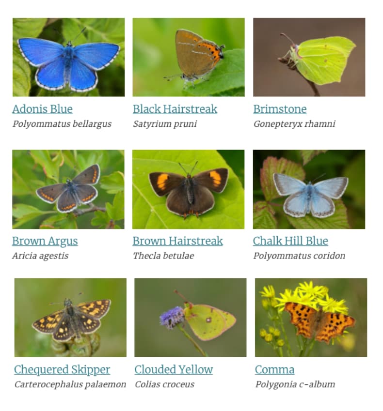 Identify a Butterfly (Butterfly Conservation)