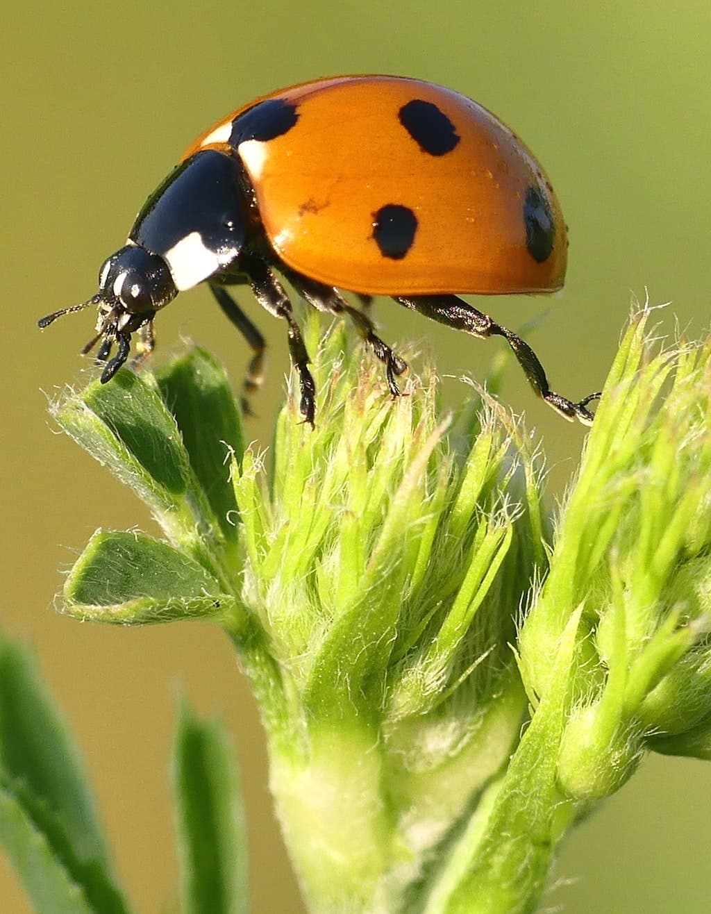 Ladybird