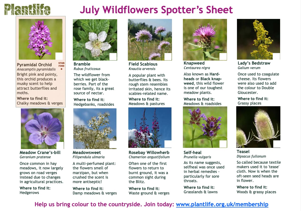 July Wildflowers Spotter's Sheet
