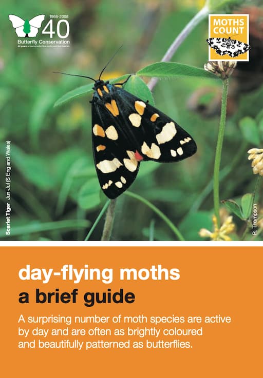 Moth trapping for beginners  The Wildlife Trust for Lancashire