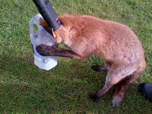 Fox Trapped in Litter